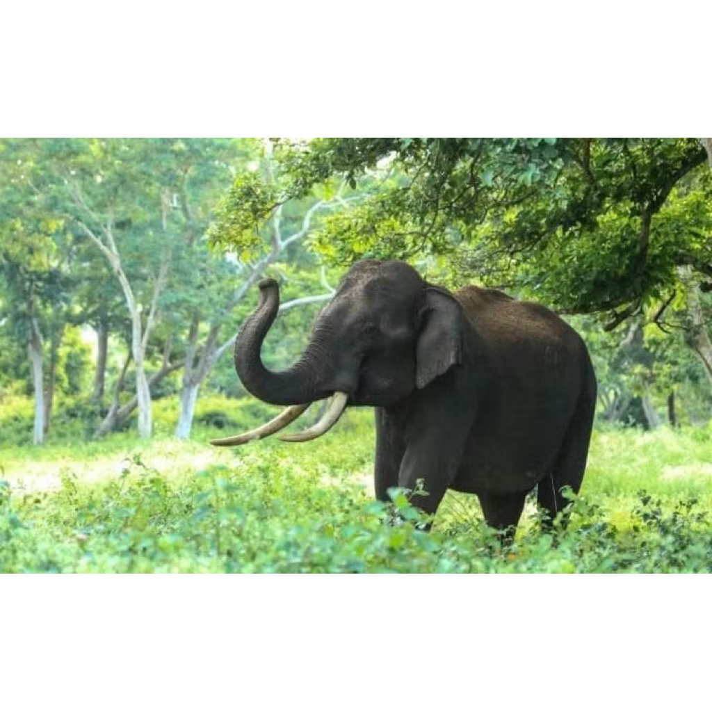 Batu Alam Paras Ukir Patung Gajah