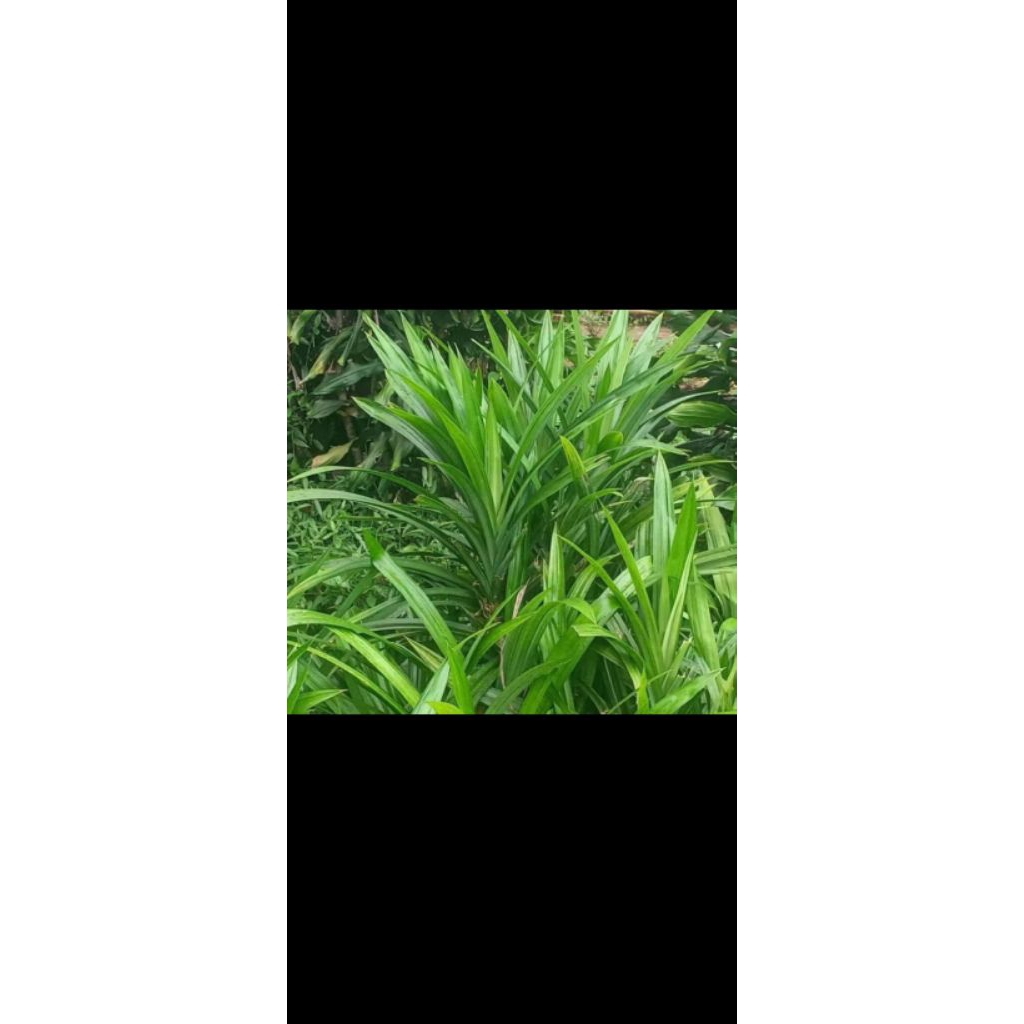 

daun pandan segar per 20 lembar di petik saat ada orderan