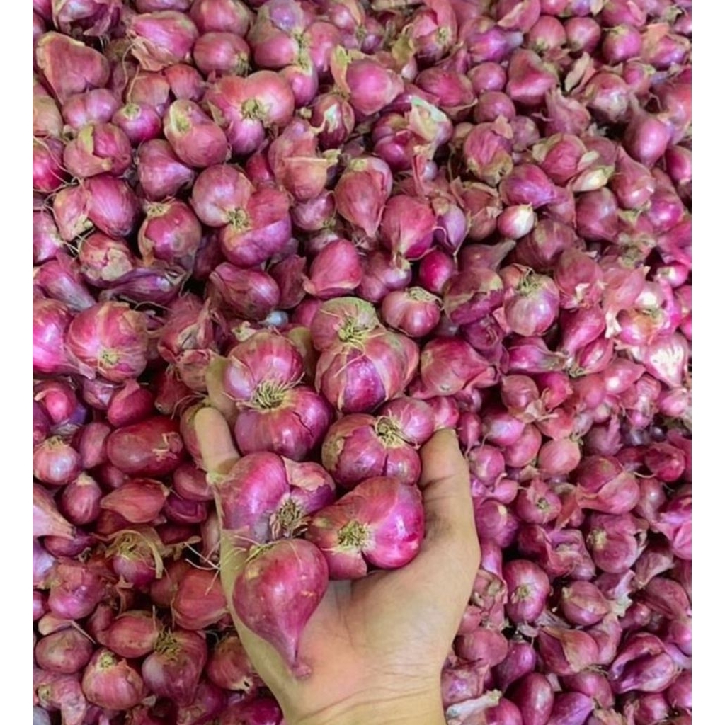 

250gr Bawang Merah Lokal Tanggung Jumbo Rata Garing Sring