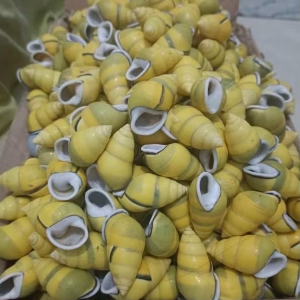 keong darat / butoti kuning hijau cangkang siput pohon hiasan aquarium cangkang keong ( cangkang tan