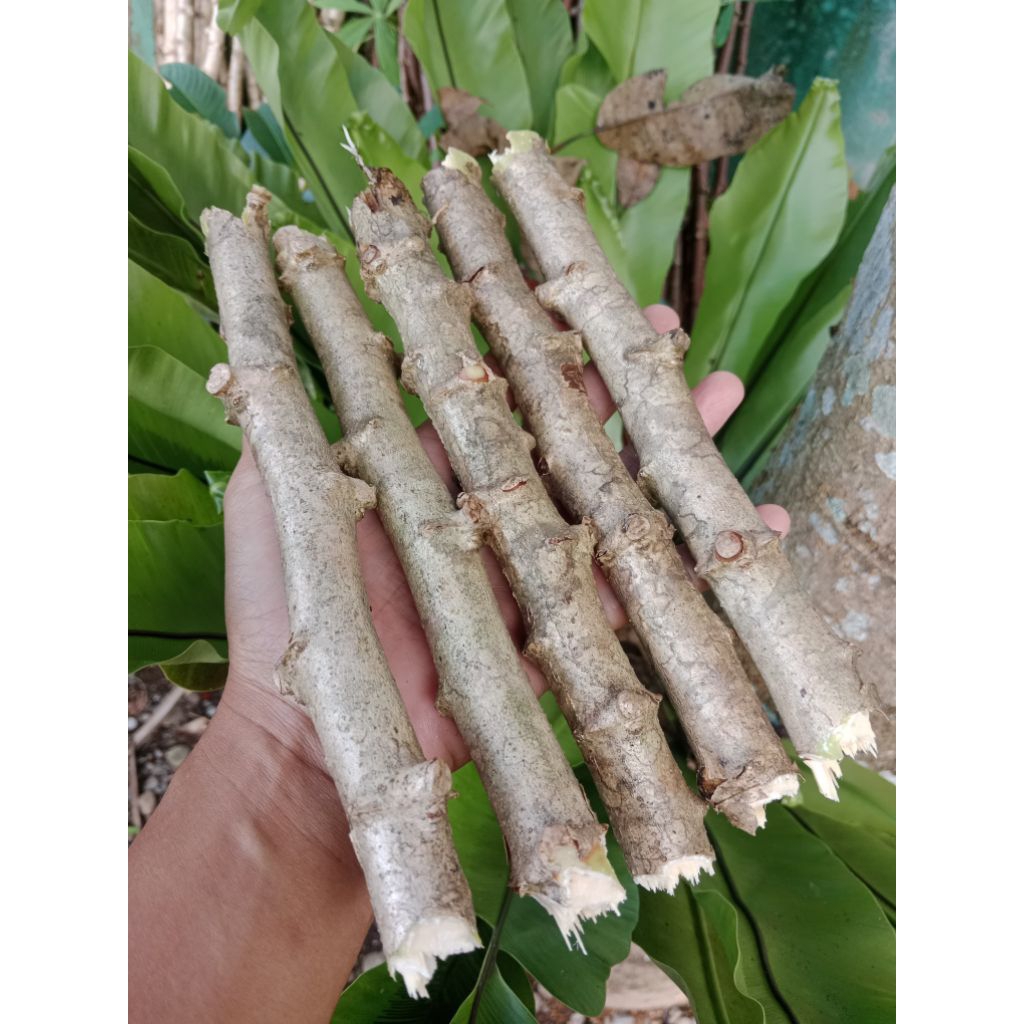 

bibit singkong putih lembut dan pulen