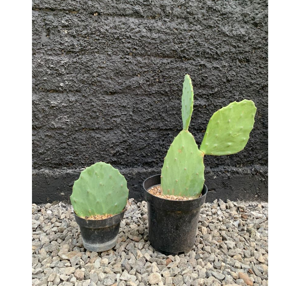 Kaktus Opuntia Gomei/Kaktus Centong -  Pekaranganku