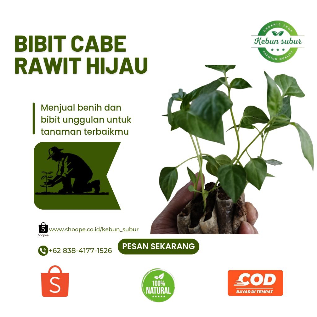 KEBUN_SUBUR  - Bibit Cabe Rawit hijau Siap Tanam