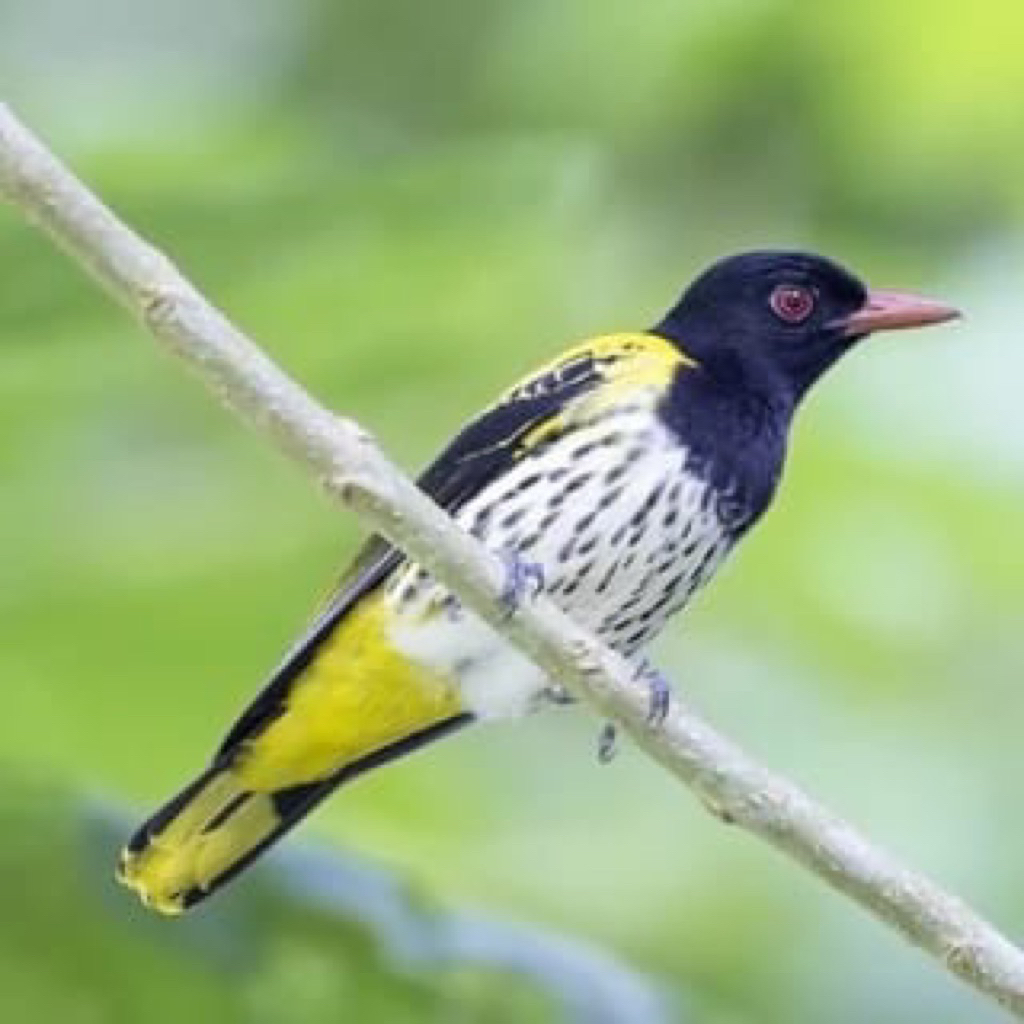 Burung kepodang hutan/KEPODANG MH JANTAN