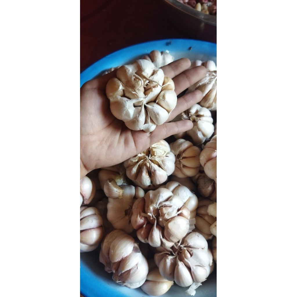 

500 gr bawang putih sinco