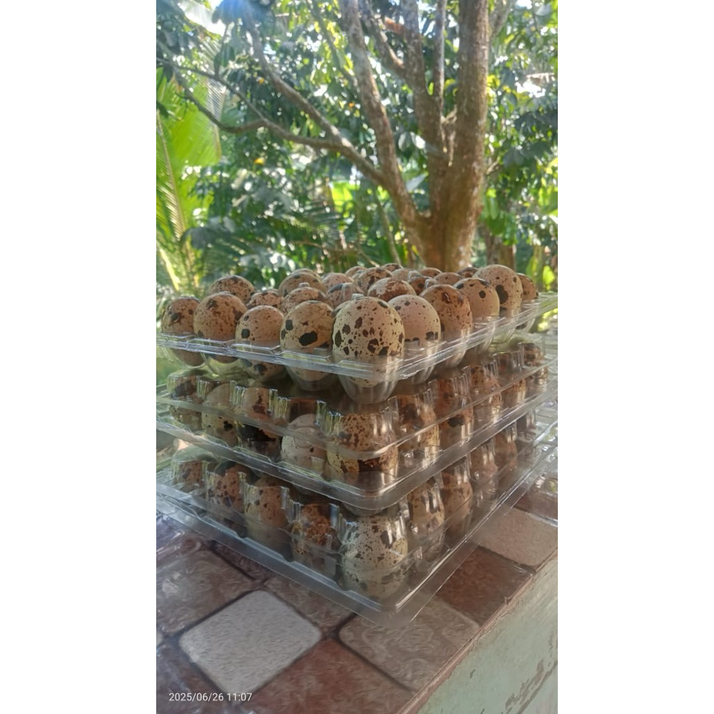 

TelurPuyuh