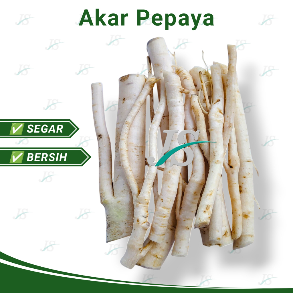 

Akar Pepaya Segar Bersih 1,kg Akar Gedang