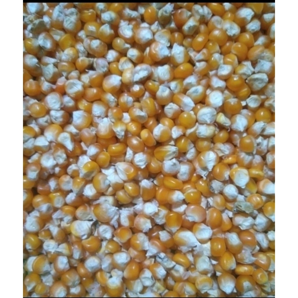 

Jagung Pipil Kering 1kg Biji Tanggung Sedang (Min 5 pcs)