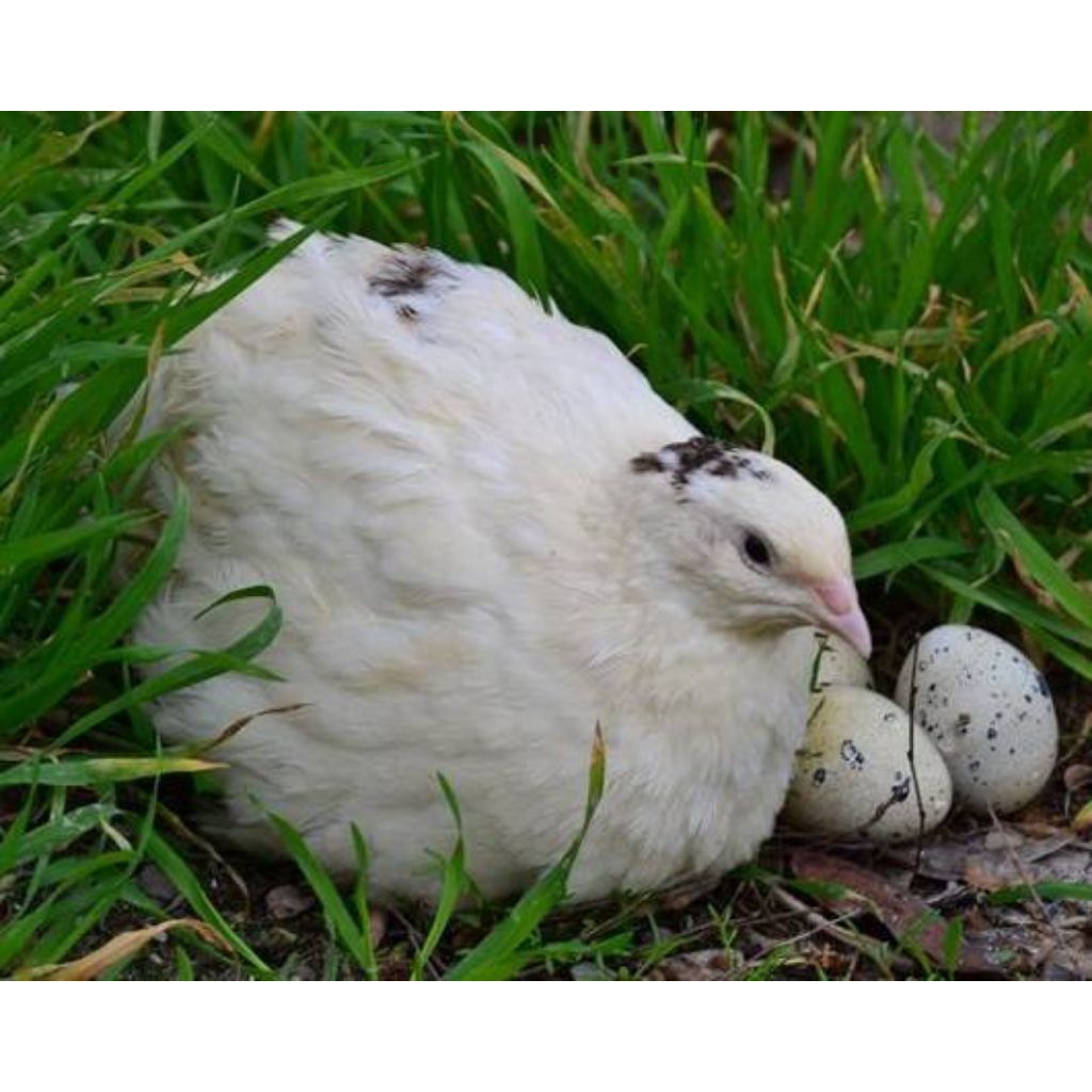 Telur Tetas puyuh Texas