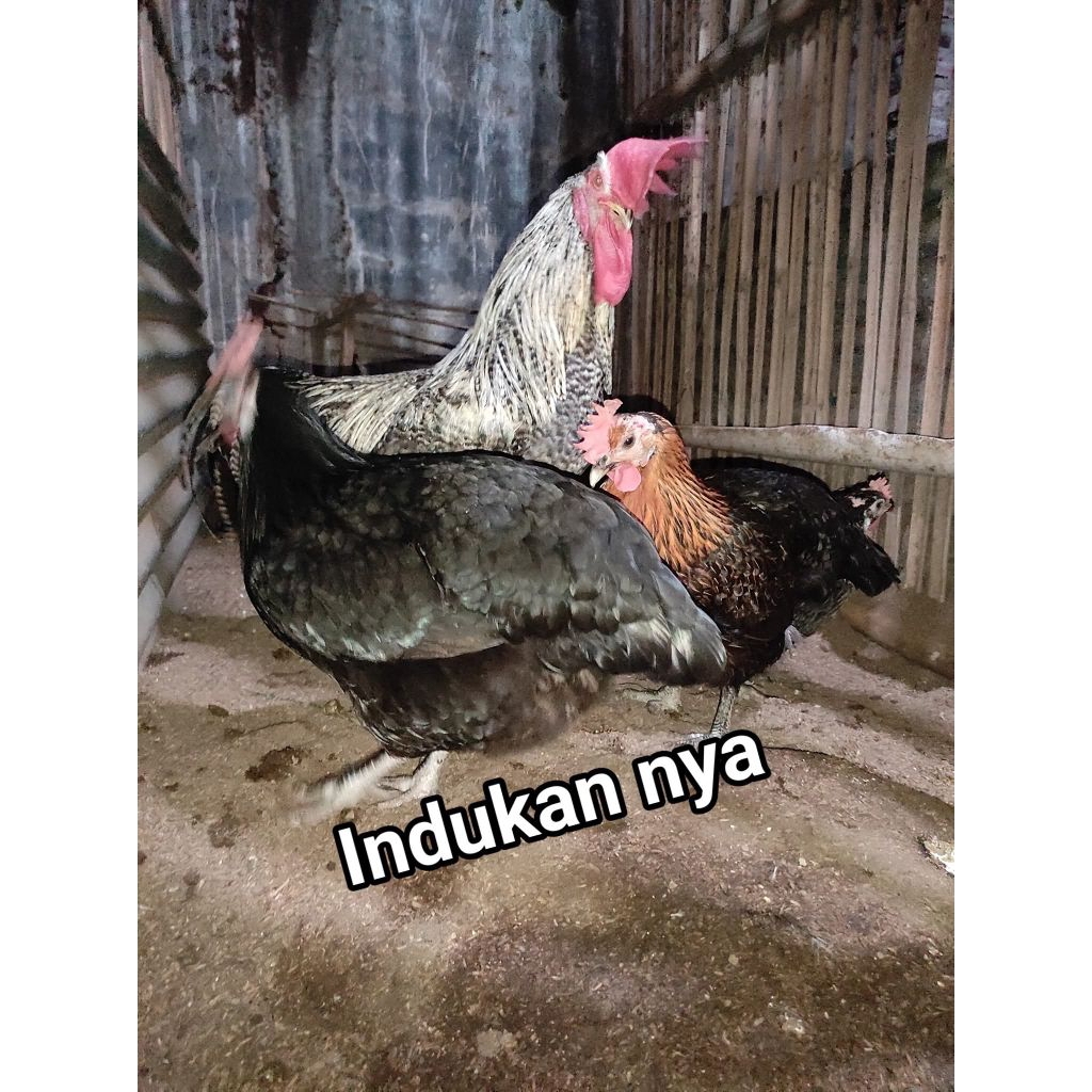 Telor tetas ayam black permud3