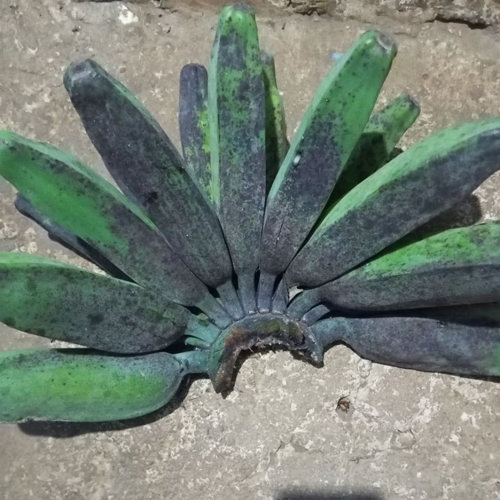 

PISANG KEPOK JUMBO ISI KUNING