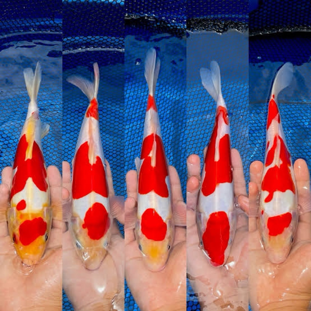 Ikan Koi Kohaku Doitsu size 28-30cm 1 ekor - Ikan koi tanpa sisik