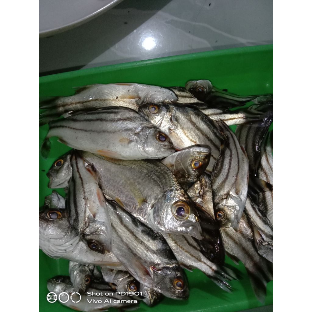 

ikan asin ikan enet atau janggrung enak dan gurih