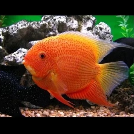 Red Severum Hiasan Aquarium