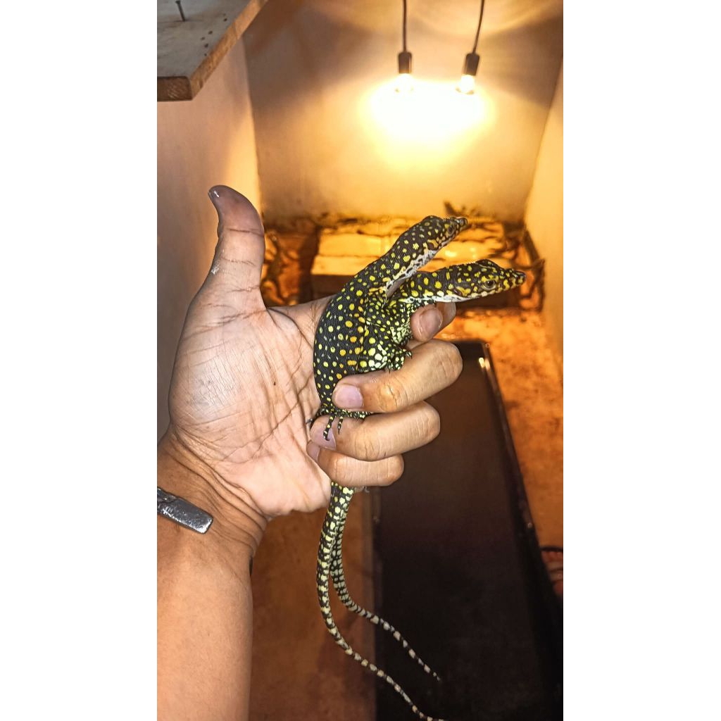 Varanus colei finchi