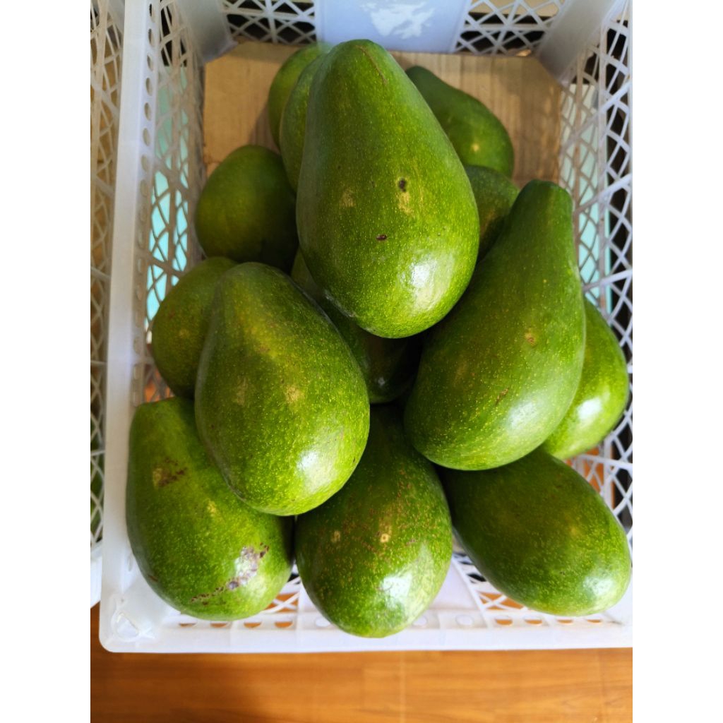 

alpukat mentega ukuran besar kiloan kualitas terbaik