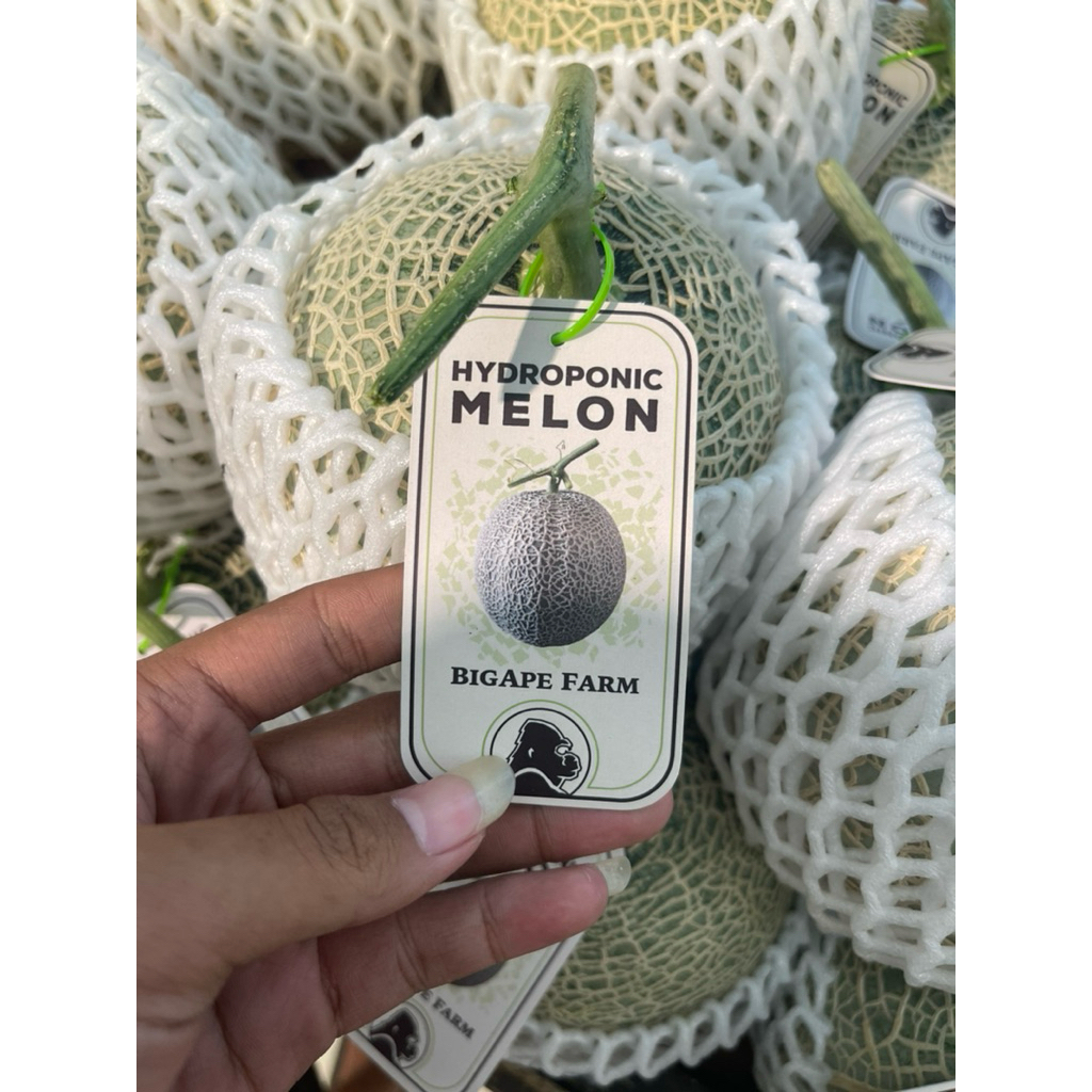 

Melon Hydroponic | Melon Jepang Sagami Pcs