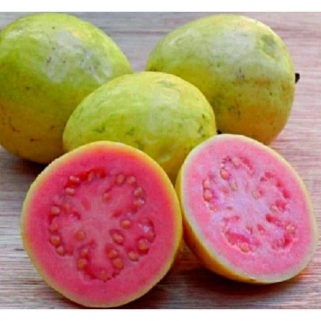 

Jambu Merah *hokiobuah*