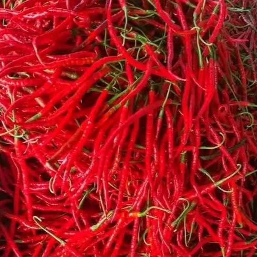 

1000gram cabe merah keriting/CMK segar dan fress petik langsung dari petani