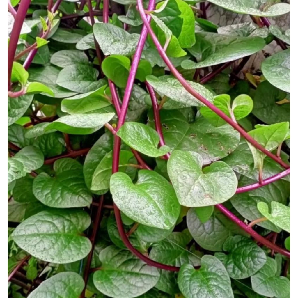 

daun binahong 100grm masih fress