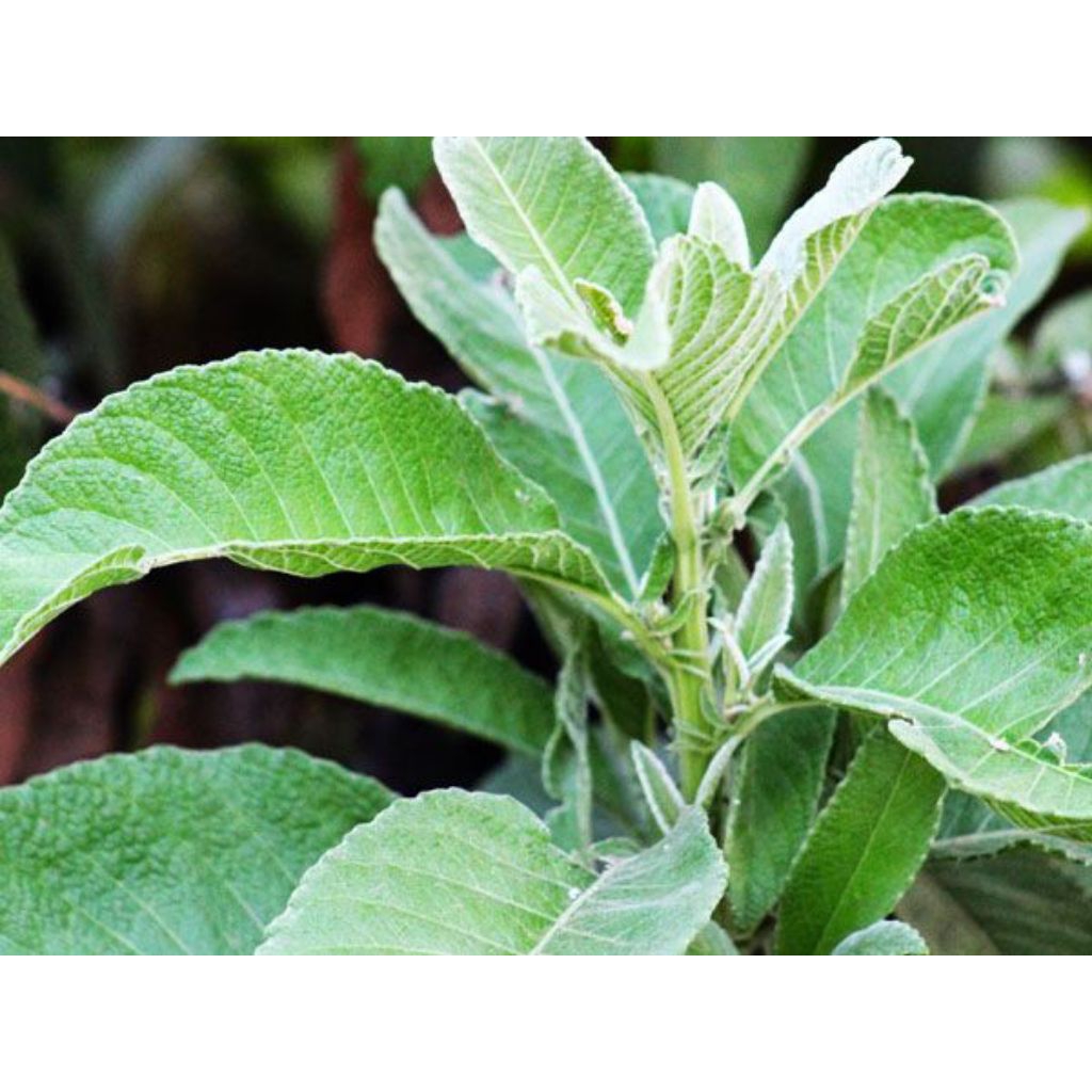 

daun sembung segar fresh termurah 250 grm