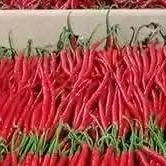

1kg cabe keriting fres dan segar di petik langsung dari sawah