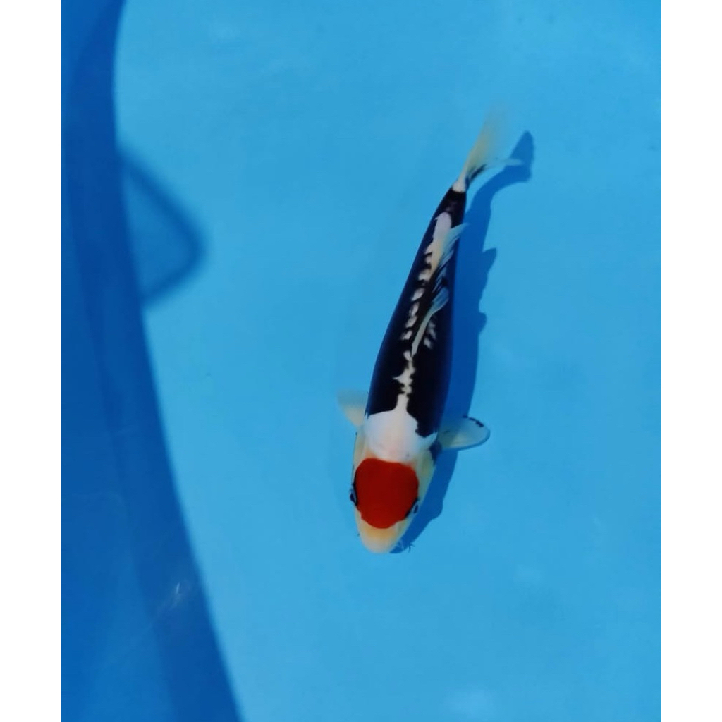 Tancho Benikumonryu - Koi Blitar size 28-30cm