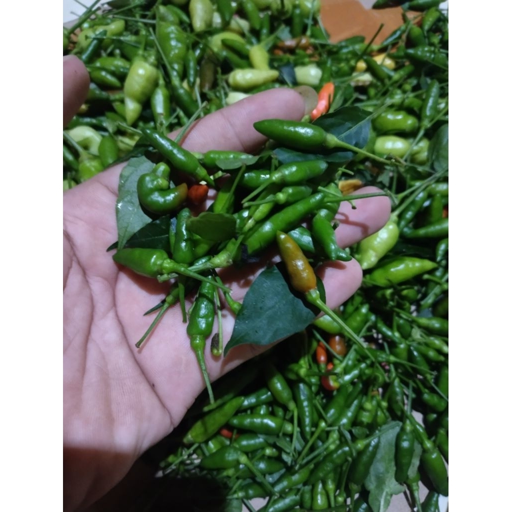 

cabai setan/cabai pedas/bumbu masakan 1kg