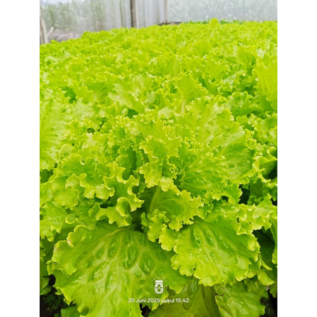 

Selada hidroponik fresh