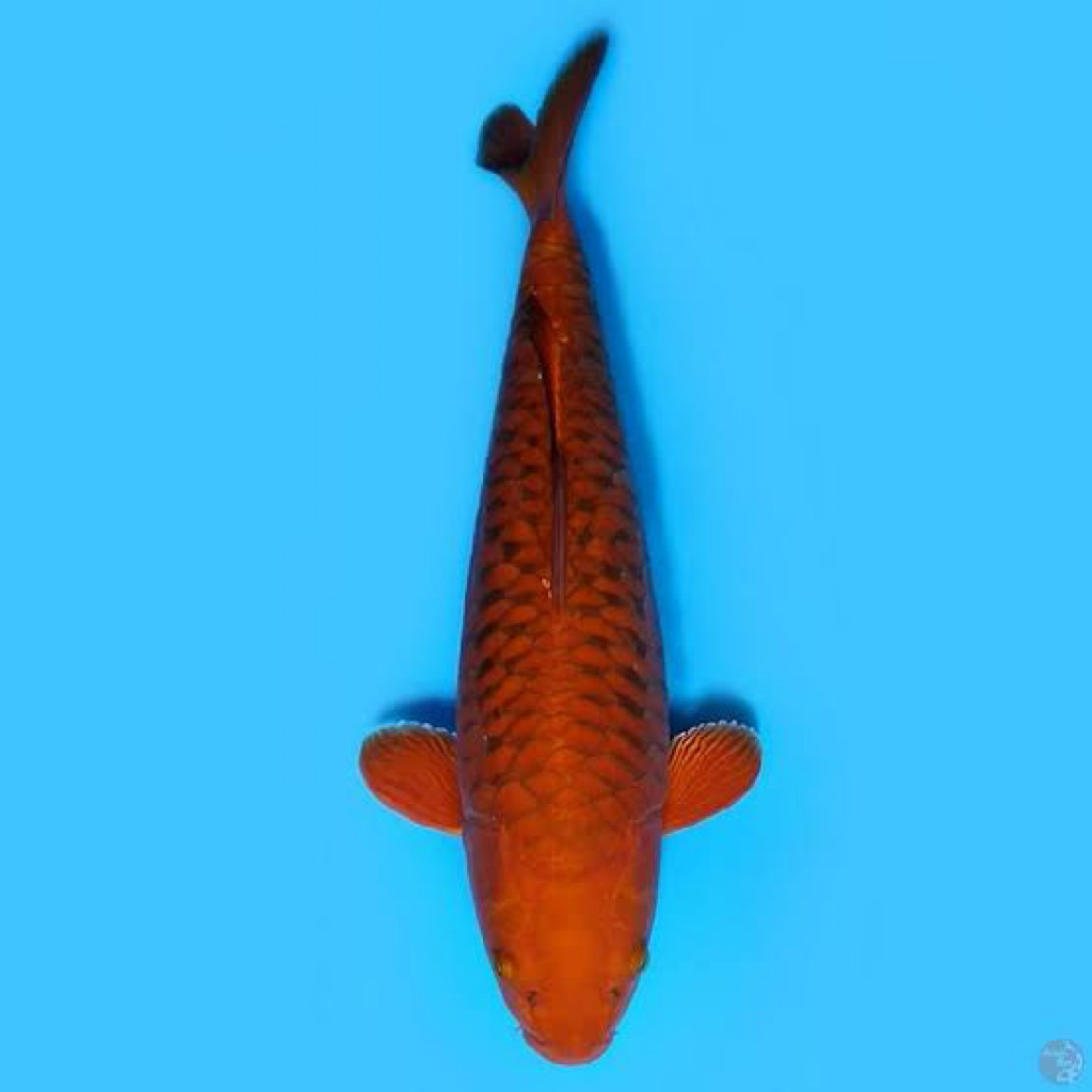 Chagoi Aragoke 30cm - Penjinak kolam koi - Koi Blitar - Ikan koi sisik Naga
