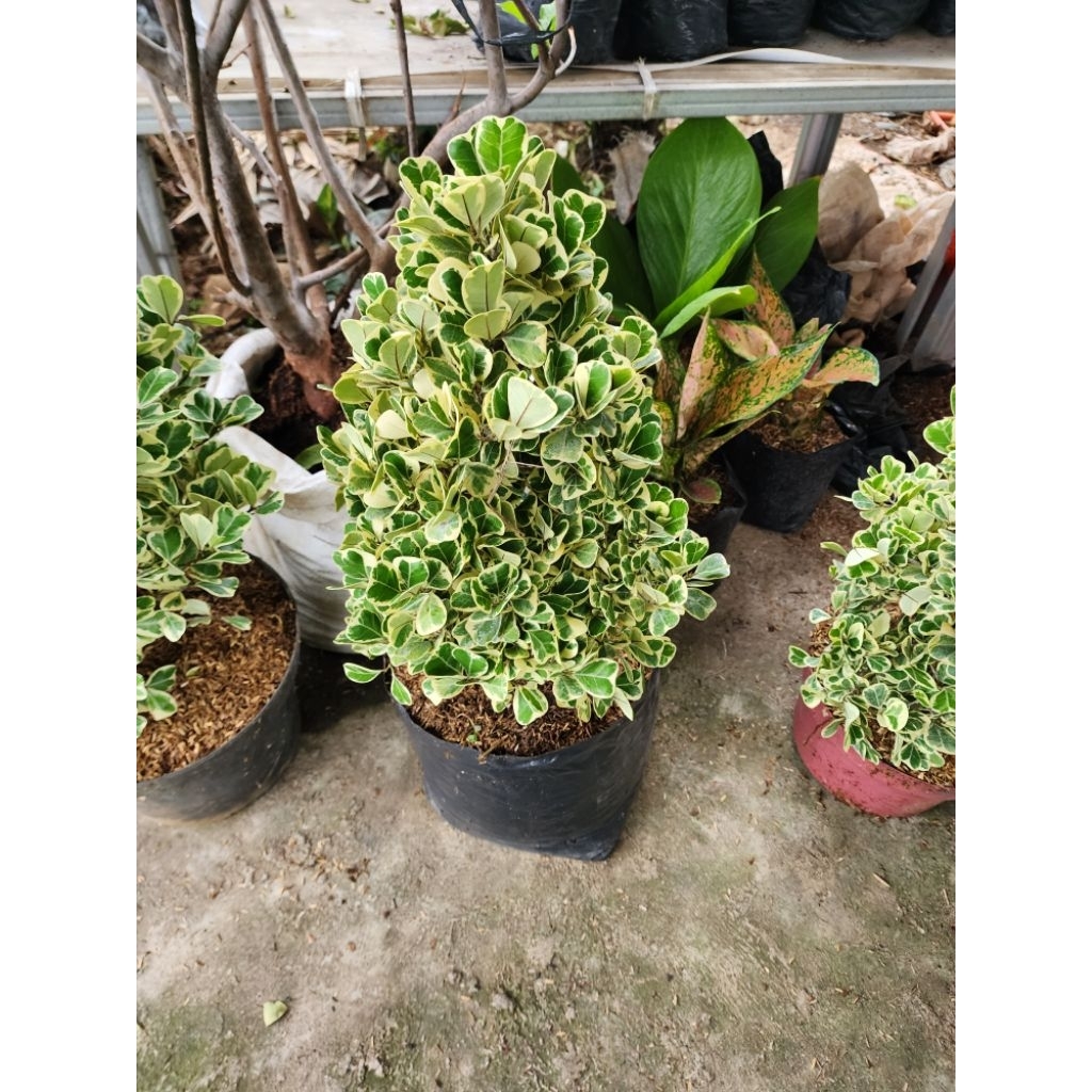 pohon beringin kupu kupu/ beringin golden