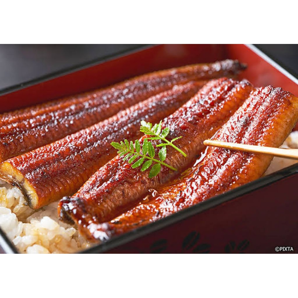 

Fillet ikan sidat fresh | unagi hiraki 100-200 gram termurah