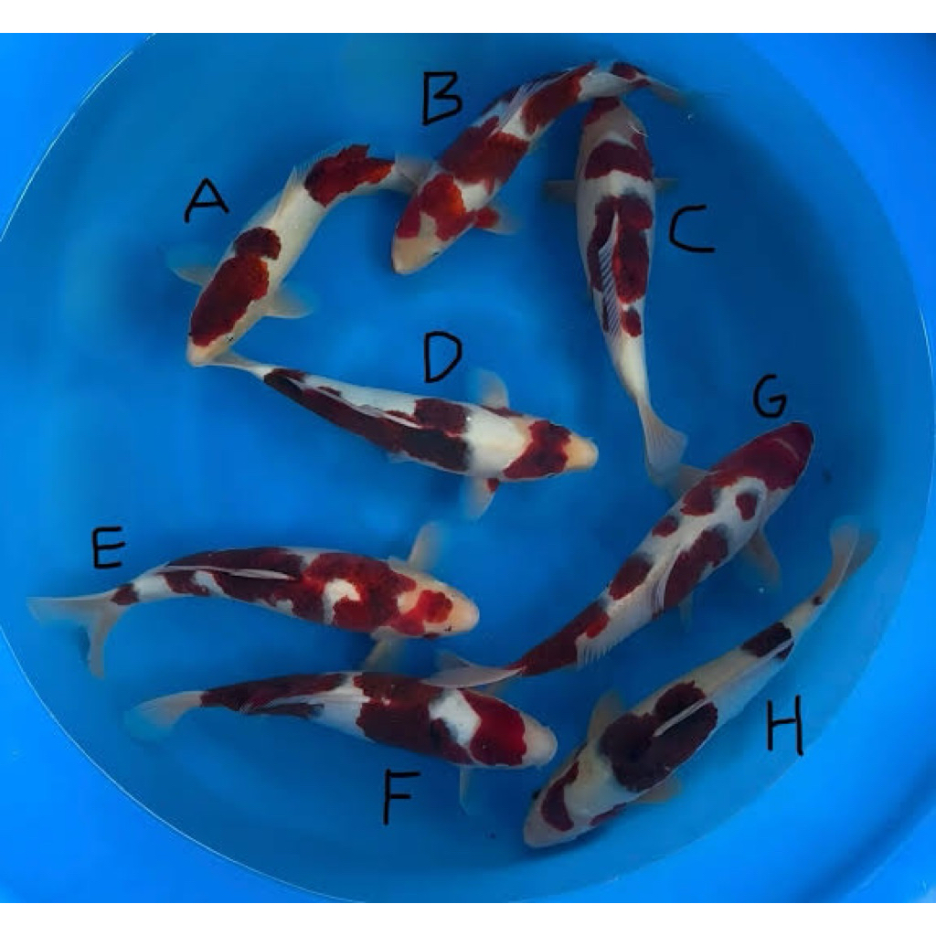 Ikan Koi Blitar - Koi Ai Goromo 28-30cm - Koi warna angur