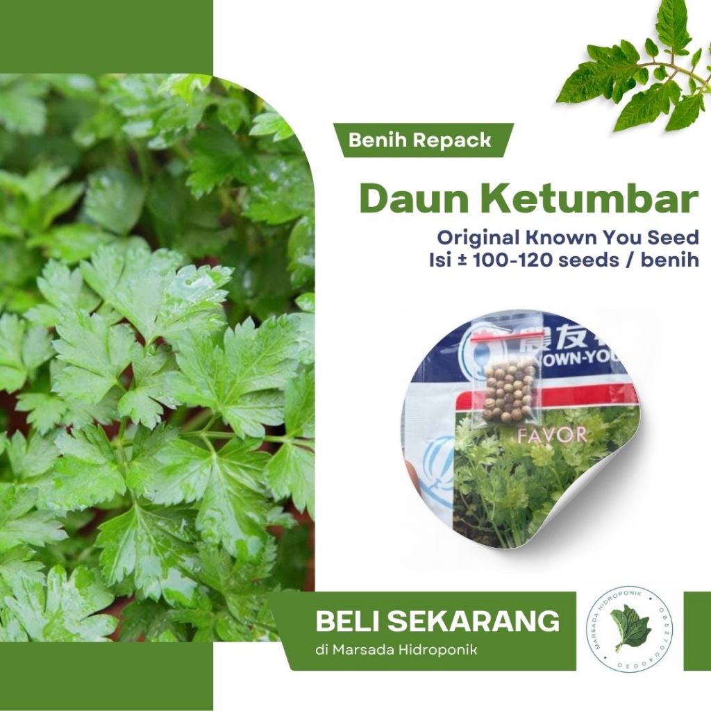 Bibit / Benih Daun Ketumbar Coriander Favor Known You Seed - Kemasan Repack