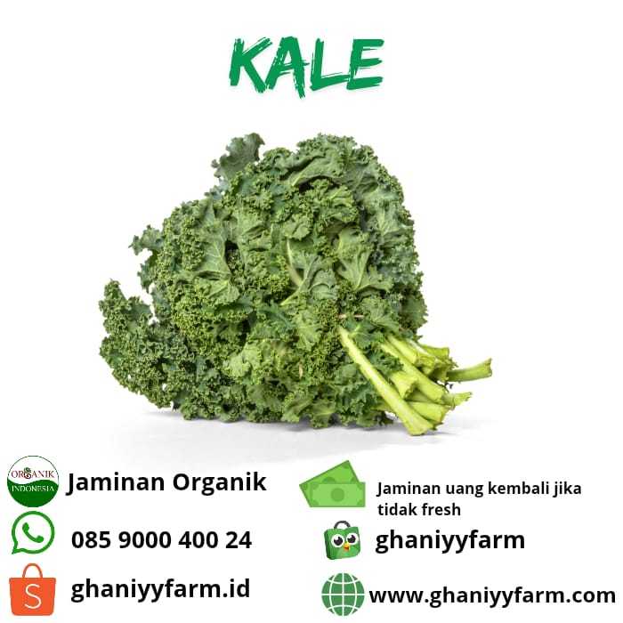 

Sayur Organik - Sayur Daun Hijau Sehat Alami Kale Curly Kubis Keriting Lokal Organik Non Pestisida 250 Gram