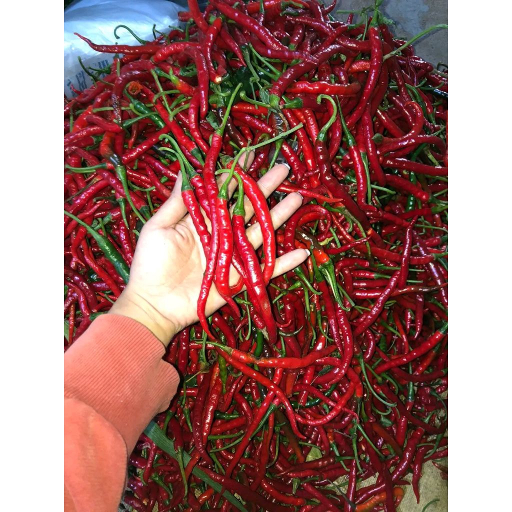 

cabai merah dan hijau kriting 250g