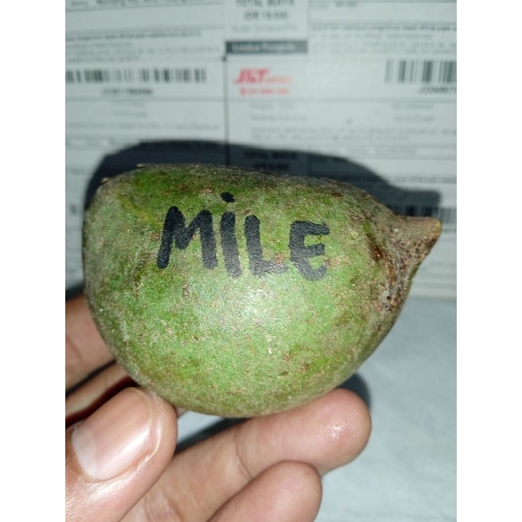 Cangklongan Muncang Adu Jayanti Milenial original