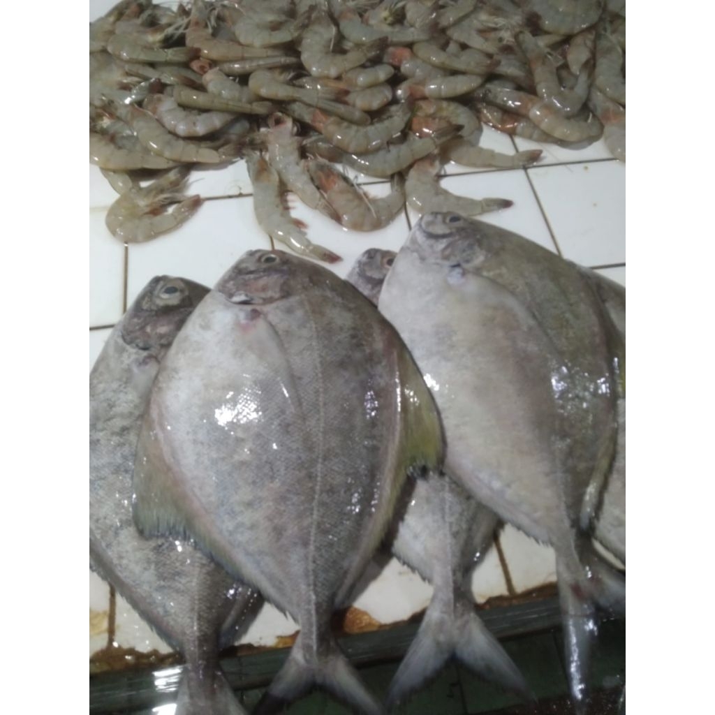 

IKAN BAWAL LAUT HITAM SEGAR 1 KG