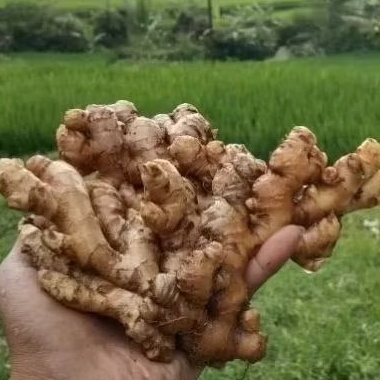 

JAHE EMPRIT TUA 1000 GRAM (1kG)