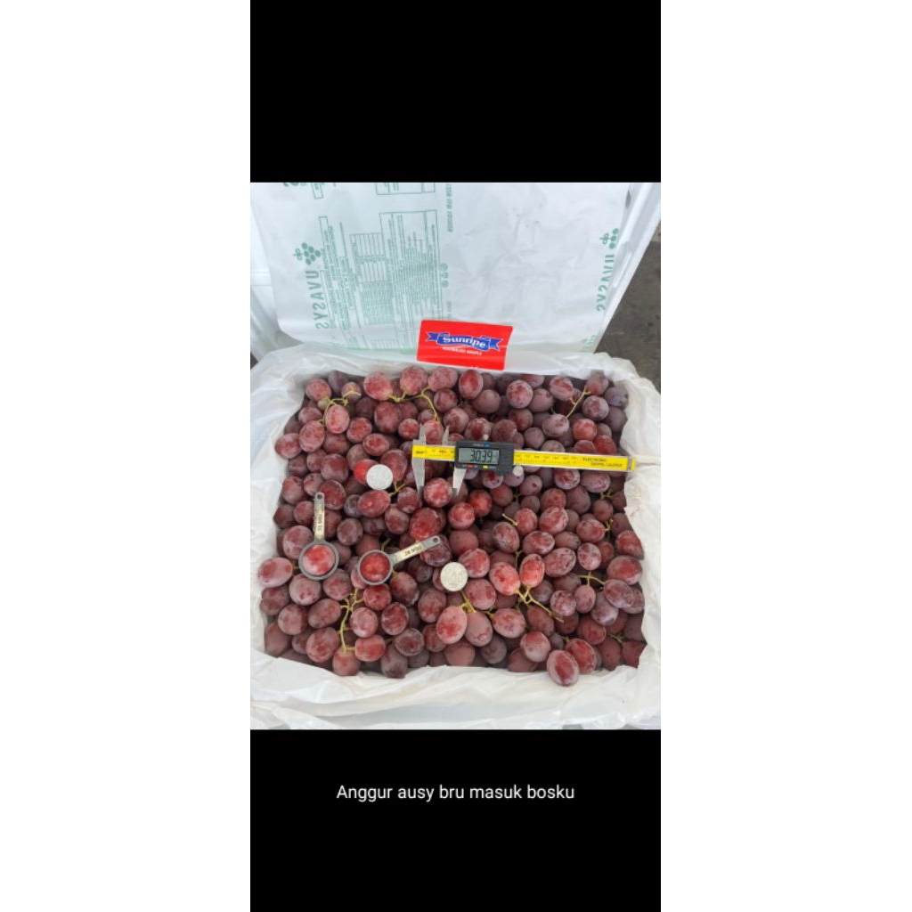 

ANGGUR BUAH AUSSY IMPORT 1KG
