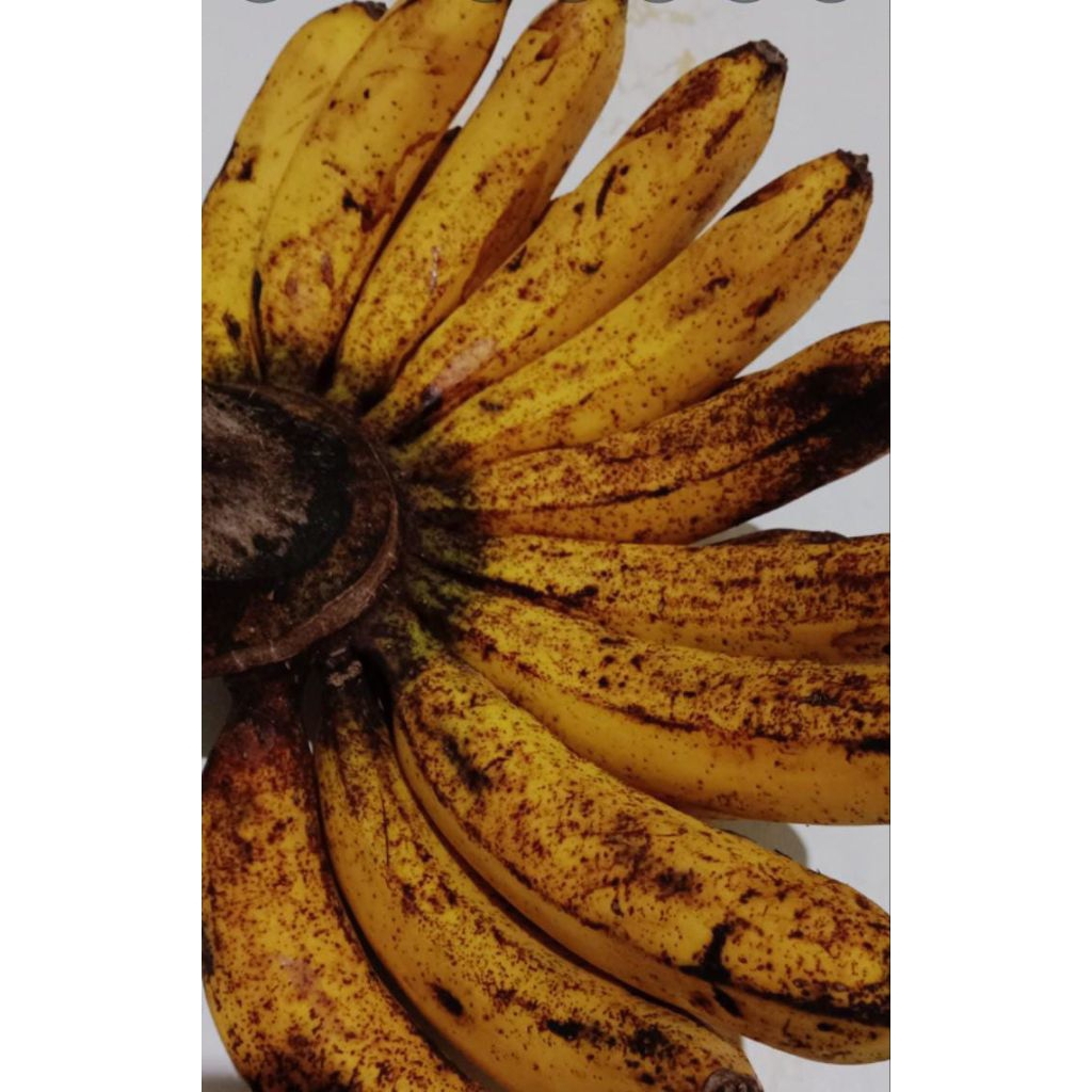 

PISANG BARANGAN JUMBO