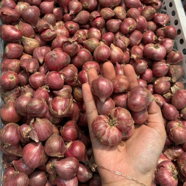 

BAWANG MERAH SUPER PROBOLINGGO