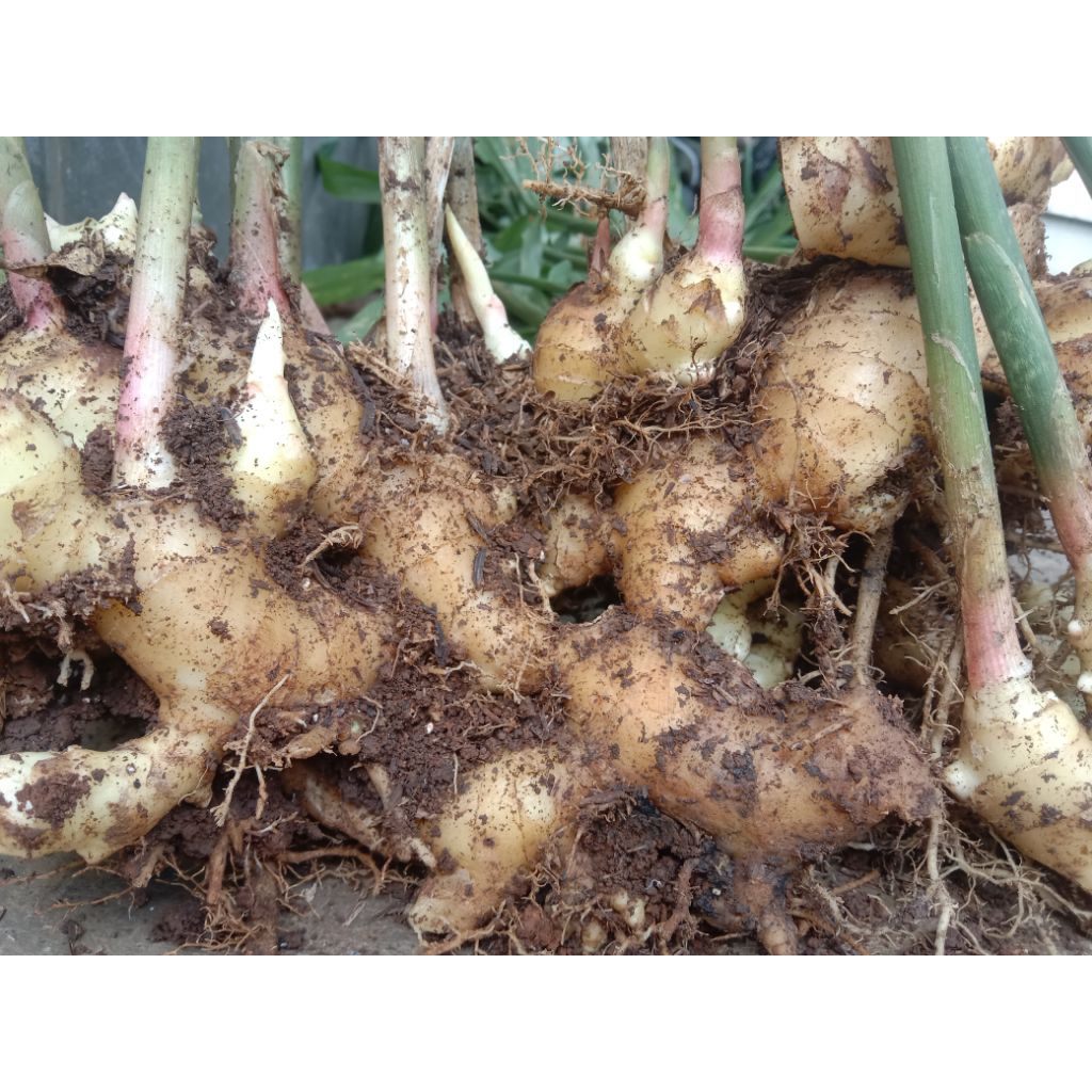 

Jahe Putih Segar Besar Kecil