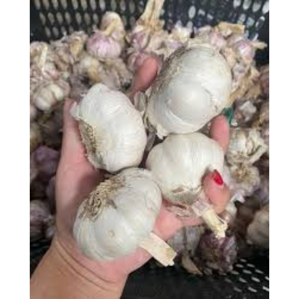 

1kg Bawang Putih Sinco Baput Bumbu Masak