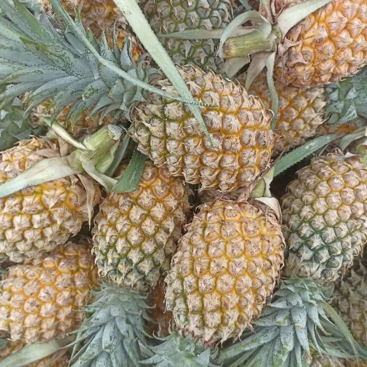 

INSTAN KOTA JAMBI Buah Nanas Madu per pcs