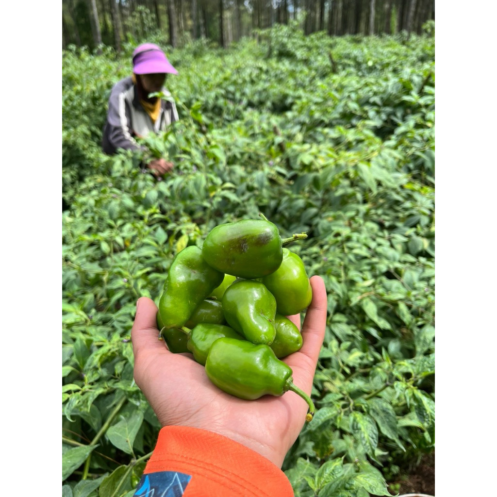 

Cabe gendot viral premium