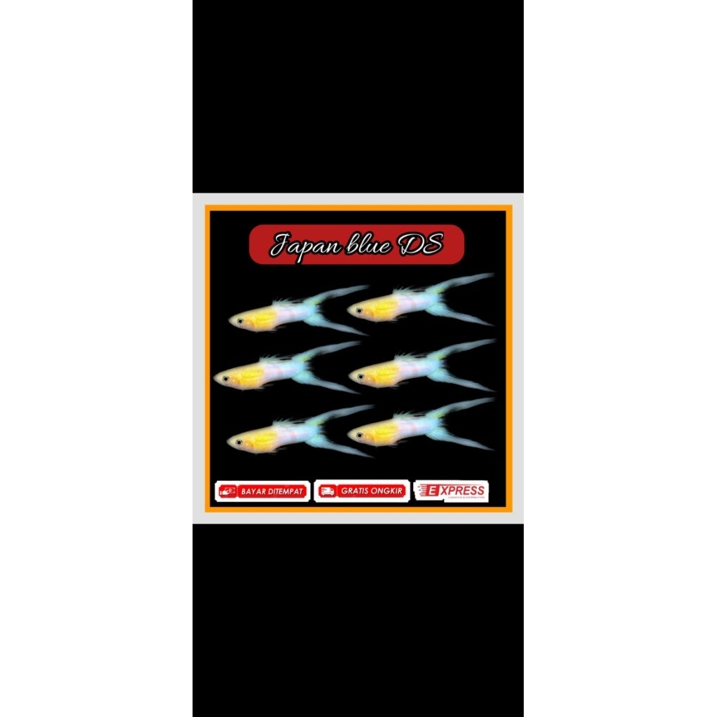 endler japan blue DS