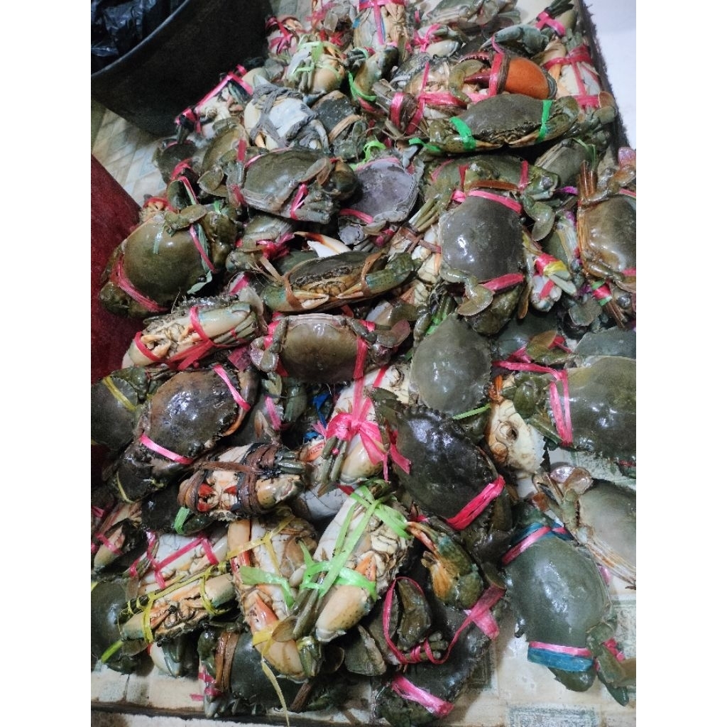 

Kepiting Hidup/Frozen 1Kg
