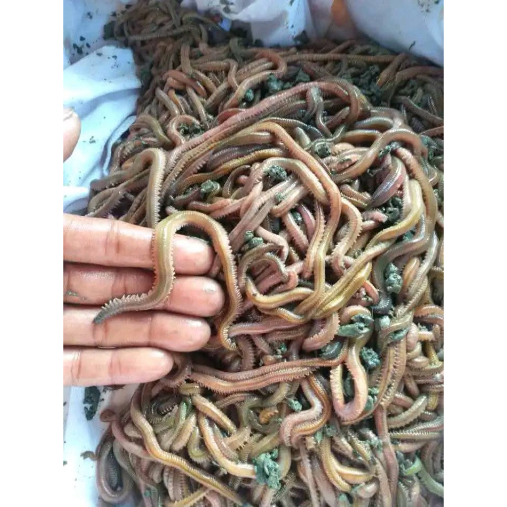 cacing laut/ lengki kilang kilung isi 20 ekor