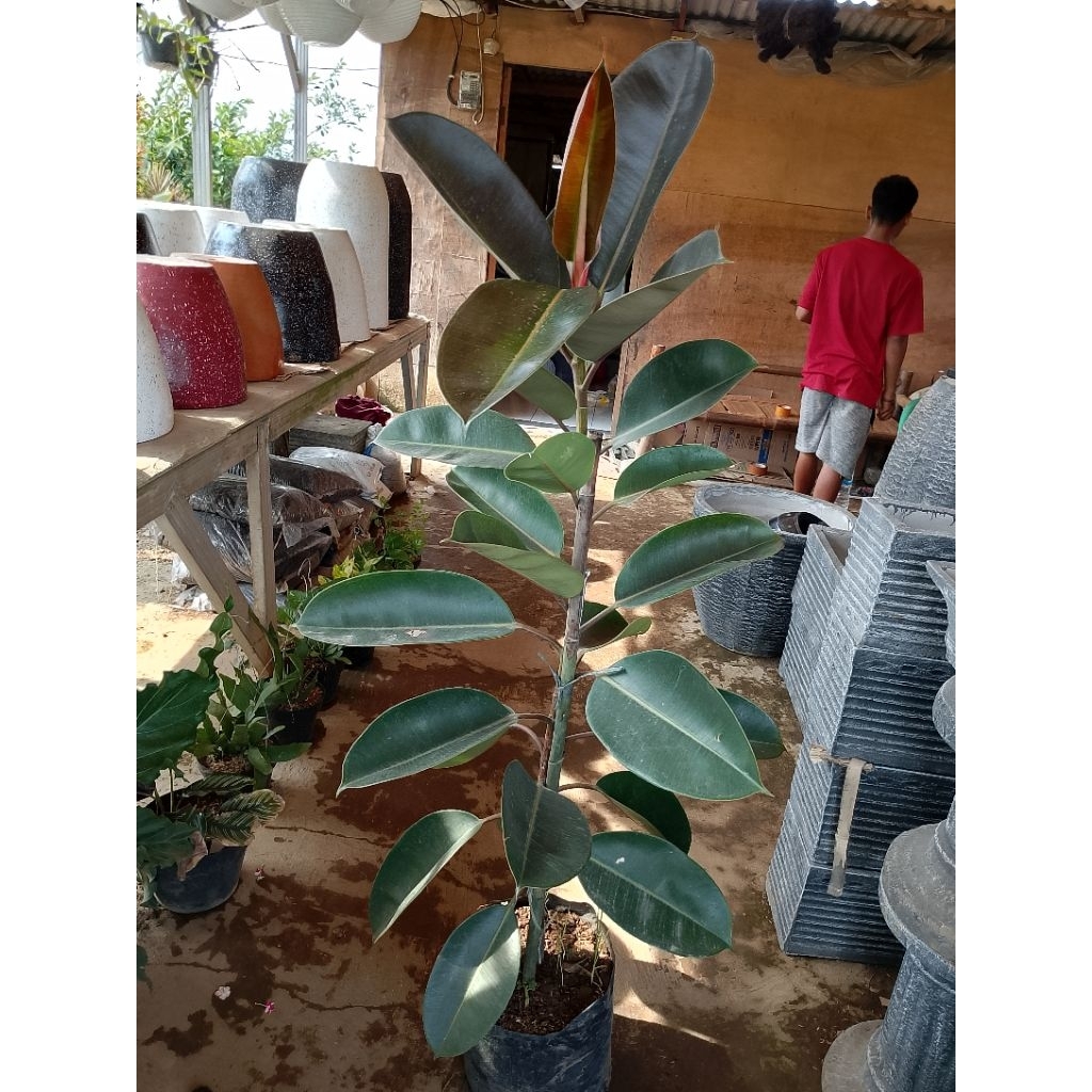tanaman hias karet kebo merah tinggi 150 cm